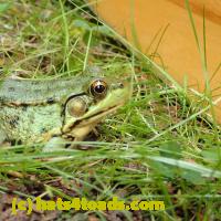 /home//u458753944/public_html/sourcegallery//Frogs/More bullfrogs/P8150221.JPG